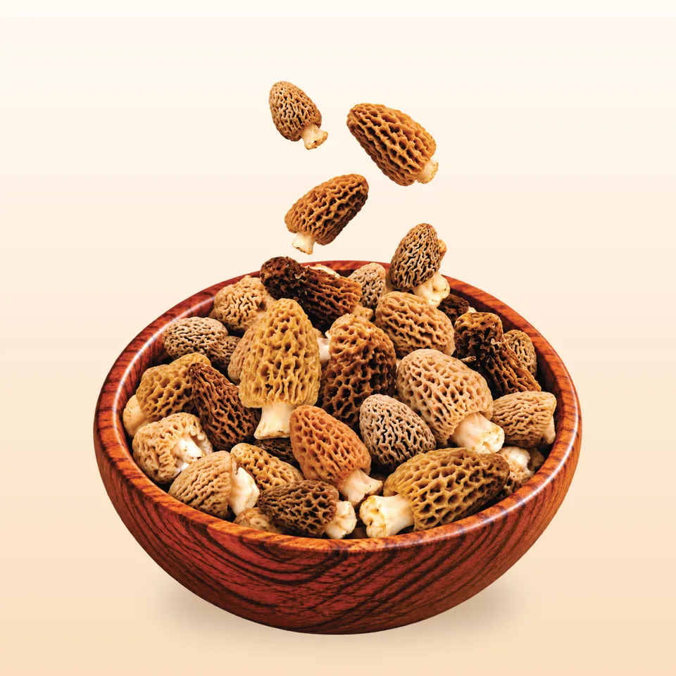 Morel Mushroom